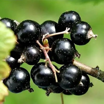 Смородина чёрная ЦЕРЕРА в Гродно