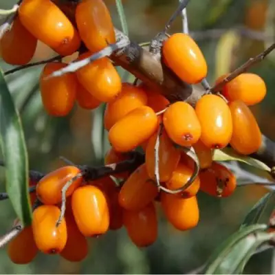 саженцы облепихи