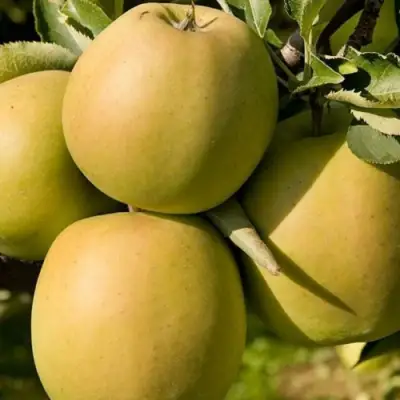 Яблоня МУТСУ в Гродно