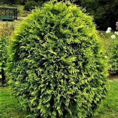 Туя ТИП ТОП западная в Гродно