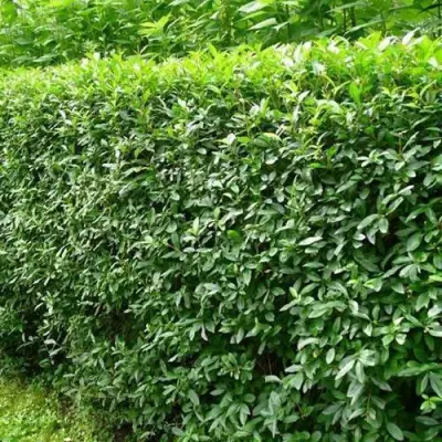 Бирючина обыкновенная в Гродно