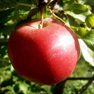 Яблоня НАСТЕНЬКА в Гродно