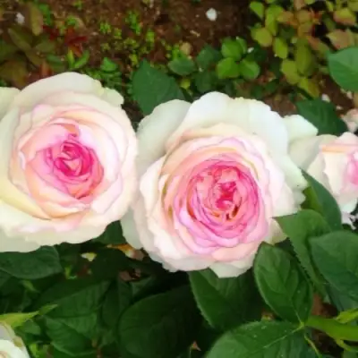 Роза ДОЛЬЧЕ ВИТА чайно-гибридная в Гродно