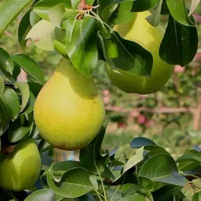 Груша ДОБРЯНКА в Гродно