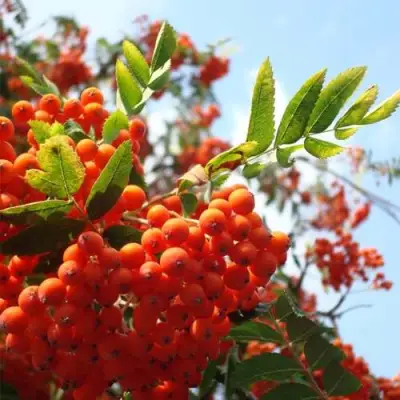Рябина ВЕФЕД сладкоплодная в Гродно