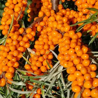 Облепиха ЕЛИЗАВЕТА в Гродно