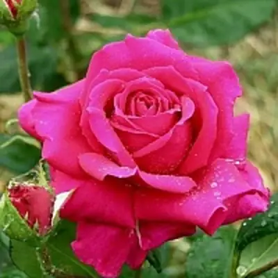 саженцы розы Шакира