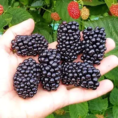 Ежевика ОУАЧИТА бесшипная  в Гродно