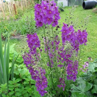 Коровяк ВИОЛЕТТА (вербаскум) в Гродно