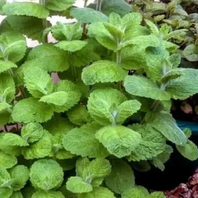 Мята яблочная в Гродно