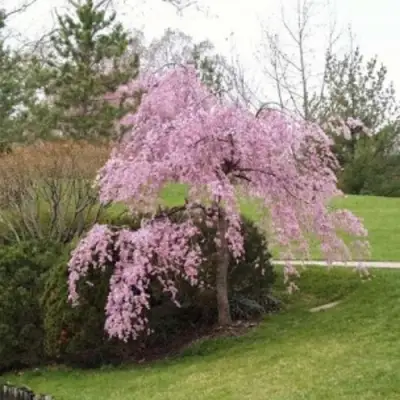 Сакура КИКУ ШИДАРЕ в Гродно