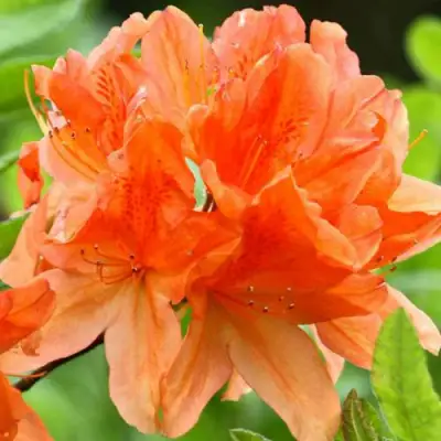 Азалия ГЕЙША ОРАНЖ японская в Гродно