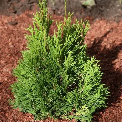 Туя МИКИ западная в Гродно