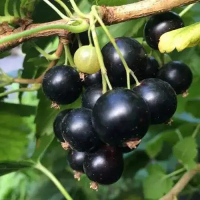 Смородина чёрная ДАБРАДЗЕЯ в Гродно