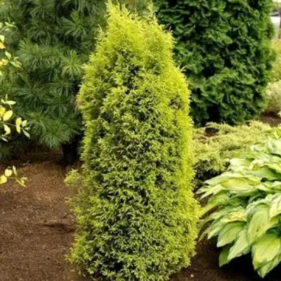 Можжевельник ГОЛД КОН обыкновенный в Гродно