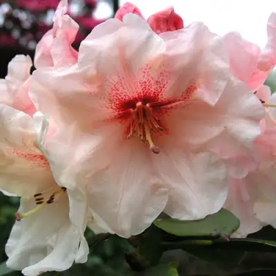 Рододендрон ХАНЯ	 в Гродно