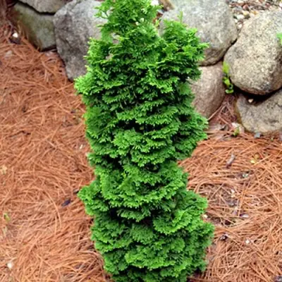 Туя СПИРАЛИС МИНИ западная в Гродно