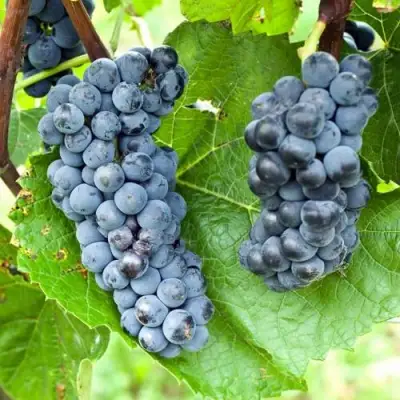 Виноград ВЭЛИАНТ в Гродно