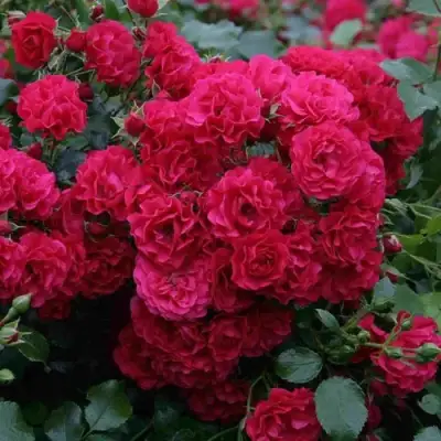 Роза РАДОСТЬ САДОВНИКА (ГАРТЕН ФРОЙДЕ) почвопокровная в Гродно