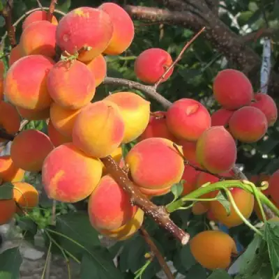 Абрикос РУБИН в Гродно