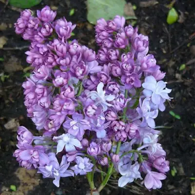 Сирень НАДЕЖДА в Гродно