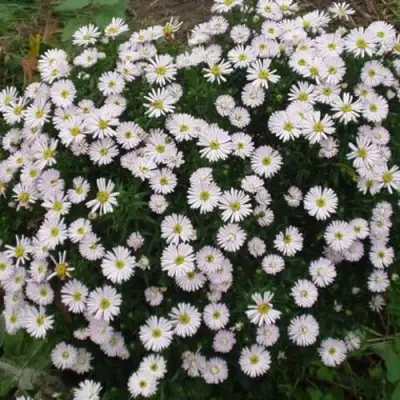 Астра ВАЙС многолетняя в Гродно