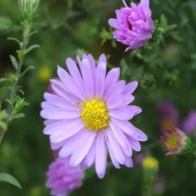 Астра СТРОУБЕРРИ ЭНД КРИМ новобельгийская в Гродно