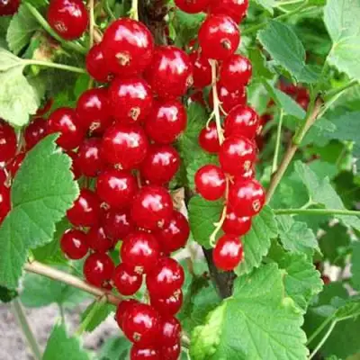 Смородина красная ФЕРТОДИ в Гродно