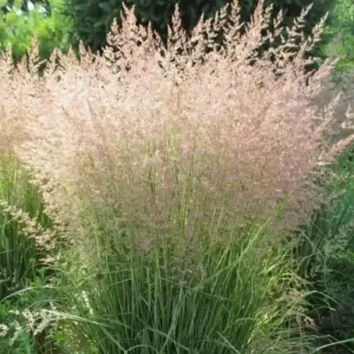 Вейник ОВЕРДАМ остроцветковый в Гродно