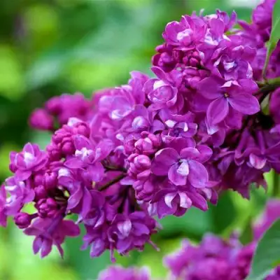 Сирень ОГНИ ДОНБАССА в Гродно