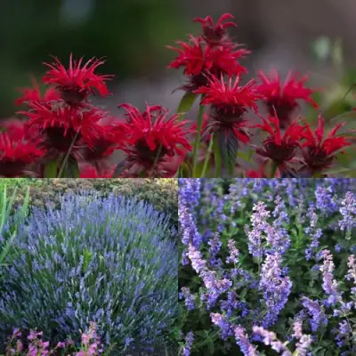 Комплект АРОМАТНЫЙ ЧАЙ в Гродно