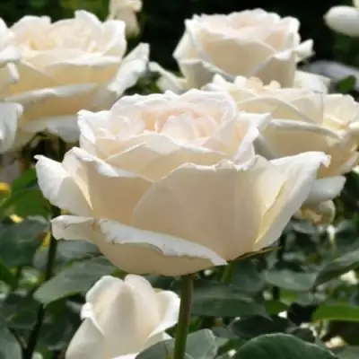 Роза БОИНГ чайно-гибридная в Гродно