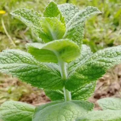 Мята яблочная в Гродно