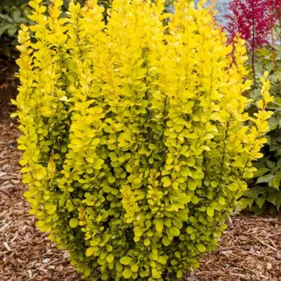 Барбарис ГОЛДЕН ТОРЧ тунберга в Гродно