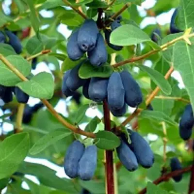 Жимолость съедобная АМФОРА в Гродно