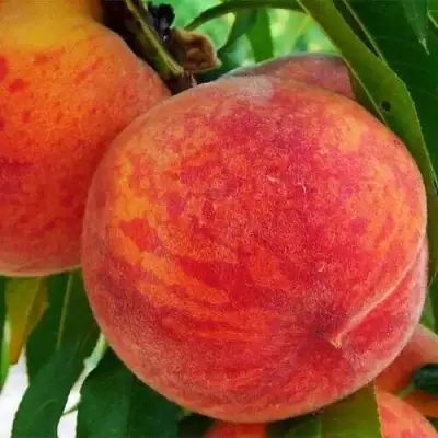 Персик ЗОЛОТОЙ ЮБИЛЕЙ в Гродно