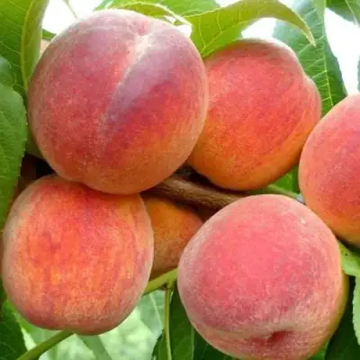 Персик ВАЙН ГОЛД Т3 в Гродно