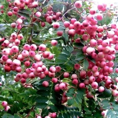 Рябина COREAL сладкоплодная  в Гродно