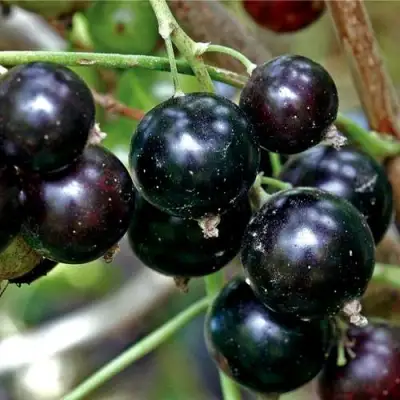 Смородина чёрная ЧЕРЕШНЁВАЯ в Гродно