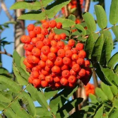Рябина САХАРНАЯ ПЕТРОВА сладкоплодная в Гродно