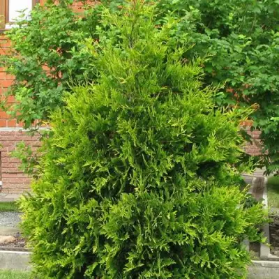 Туя АНЯ (АНИЕ) западная в Гродно