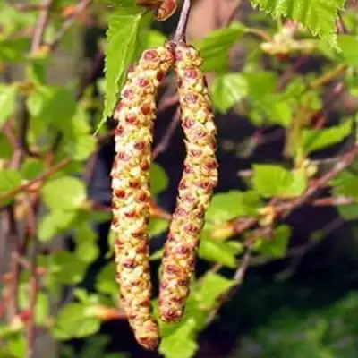 Береза бородавчатая в Гродно