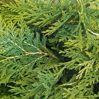 Кипарисовик ЭЛВУДИ ЭМПАЙР лавсона в Гродно