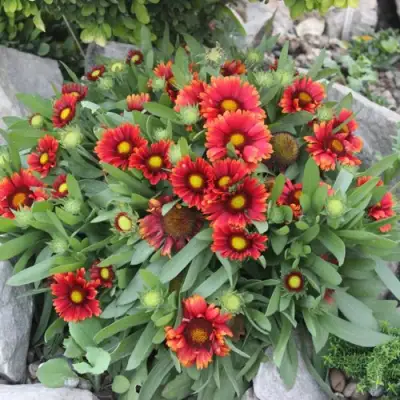 Гайлардия АРИЗОНА РЕД ШЕЙДС в Гродно