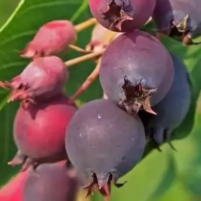 Ирга MANDAN в Гродно