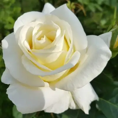 Роза МОНДИАЛЬ чайно-гибридная в Гродно