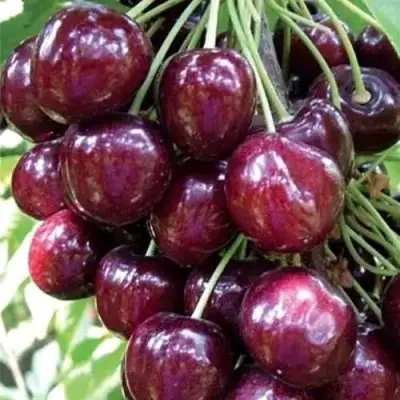 Черешня СИЛЬВИЯ колоновидная в Гродно