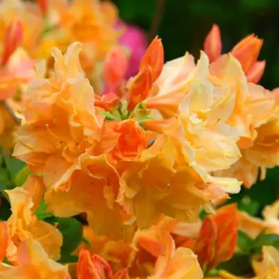 Азалия ЧАРДАШ листопадная в Гродно