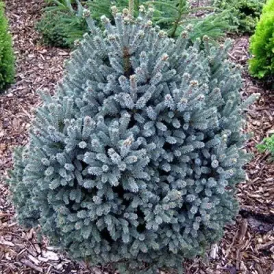 Ель НАНА сизая в Гродно