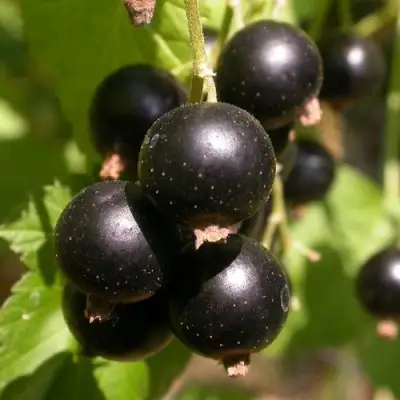 Смородина чёрная БИНАР в Гродно